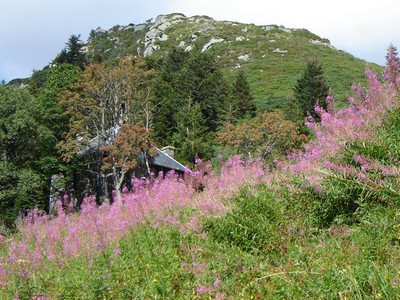 chemin_montagne_fleuri-9ffb3.jpg