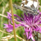 papillon-bleuet.jpg