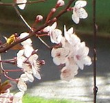 Cerisier_Japon---.jpg