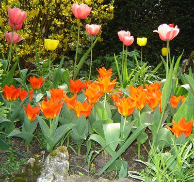 tulipes-2.jpg